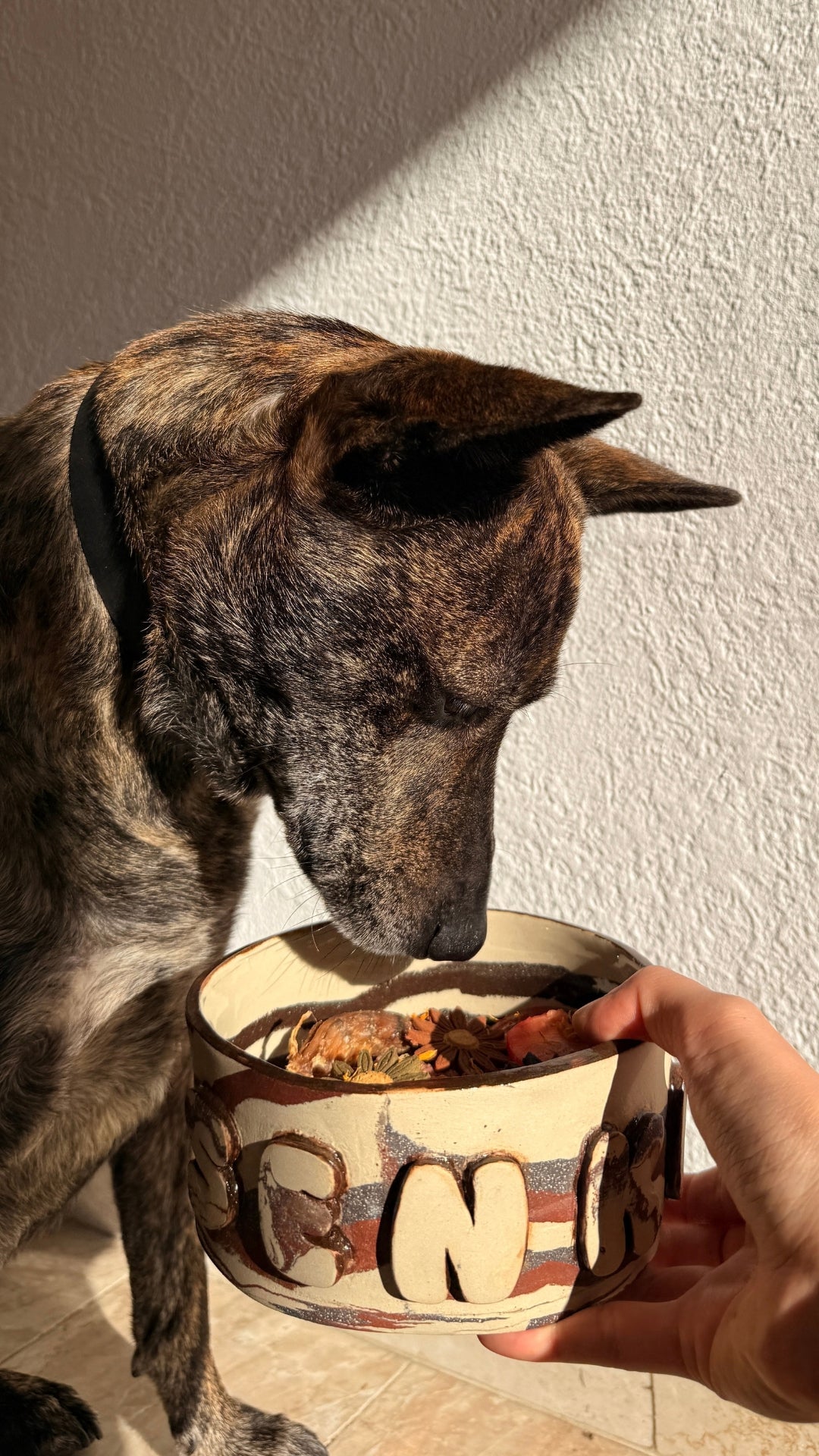 A brindle dog eating from a decorative ceramic bowl held by a human hand against a textured white wall.