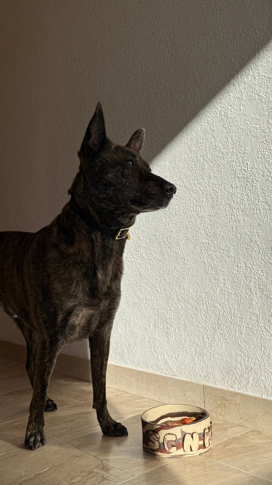 A dark brindle dog stands on a light tile floor against a textured off-white wall, with a bowl of food placed near its front paws. The dog is wearing a black collar with a gold buckle.